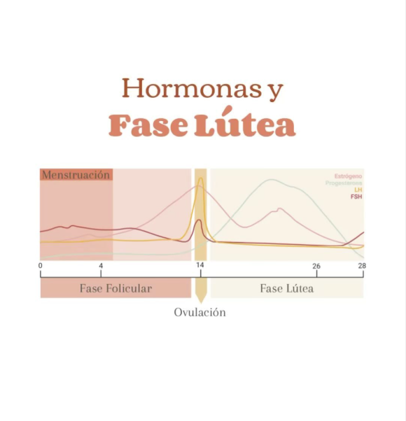 Understanding the Luteal Phase